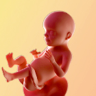 28 weken zwanger - afbeelding van de baby