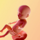 31 weken zwanger - afbeelding van de baby