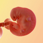 6 weken zwanger - afbeelding van de baby